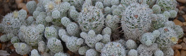 Unscharfer weißer Kaktus — Stockfoto