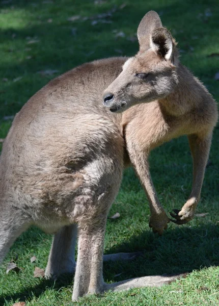 Canguro australiano — Foto Stock