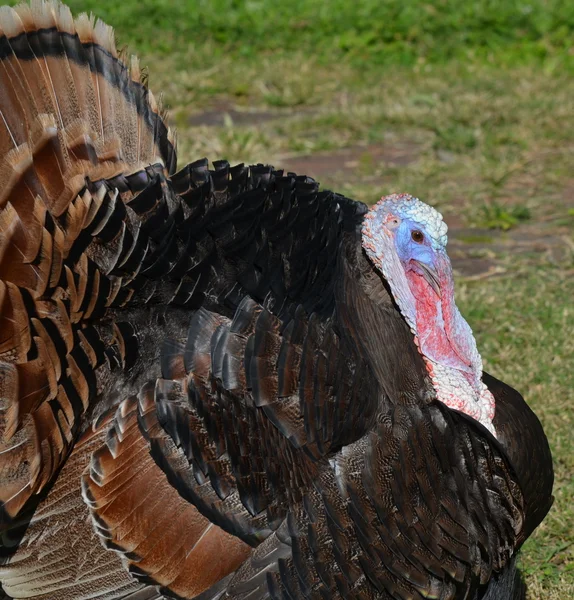 American turkey — Stock Photo, Image
