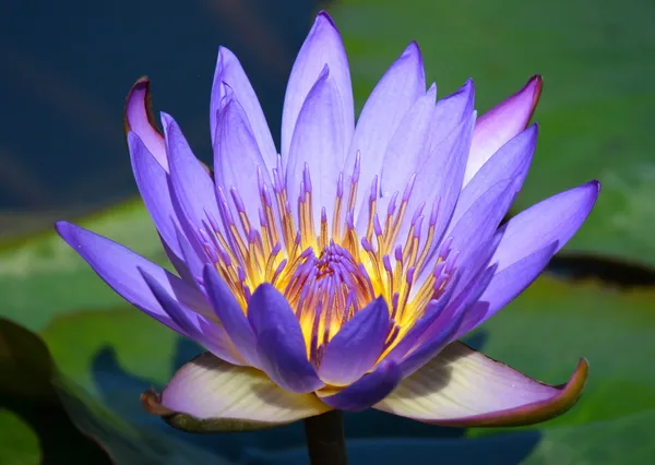 Μοβ lotus Φωτογραφία Αρχείου