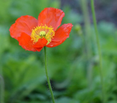 Red and Yellow Poppy