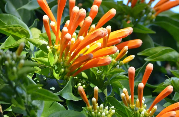 Climbing vine with orange flowers — Stock Photo, Image