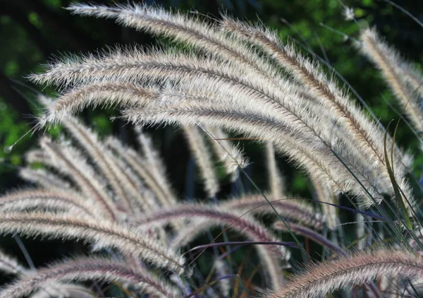 stock image Fuzzy plant