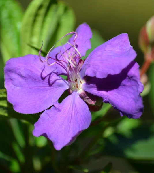 Flor púrpura en un jardín — Foto de Stock