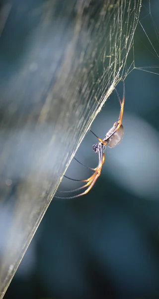 Araignée dans une toile d'araignée Images De Stock Libres De Droits
