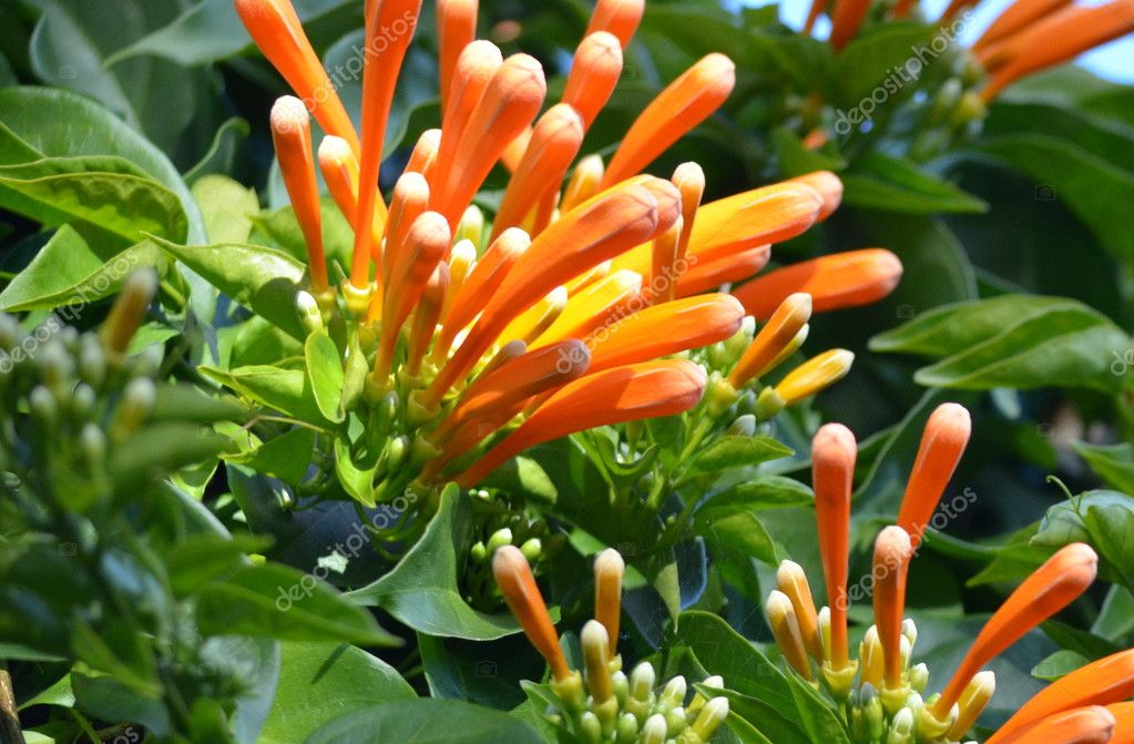 climbing vine orange trumpet shaped flowers