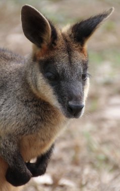 küçük Avustralyalı wallaby