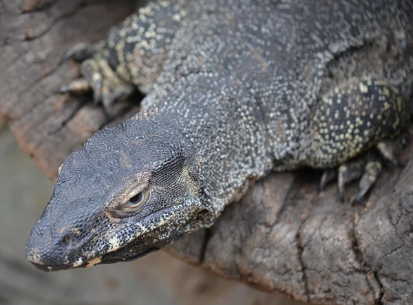 stock image Large Australian Monitor Lizard