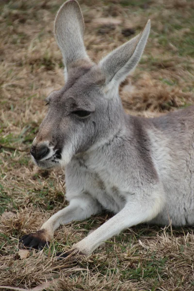 Grey Australian Kangaroo — Stock Photo, Image