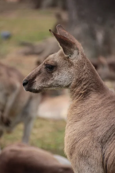 Grande canguro australiano — Foto Stock