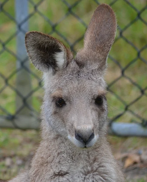 Australian grey Kangaroo — Stock Photo, Image