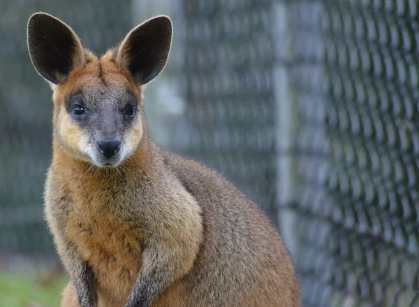 Kleines australisches Wallaby — Stockfoto