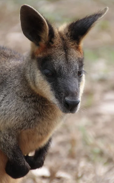 小型のオーストラリア産のワラビー — ストック写真