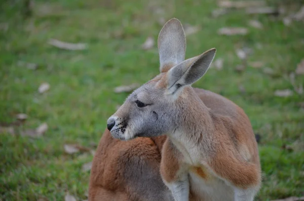 Kangourou australien rouge et gris — Photo