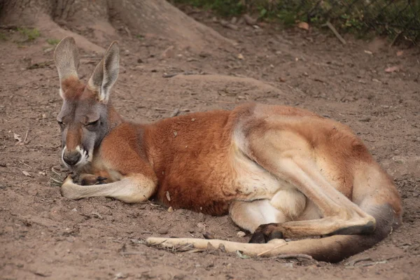 Australisches Rotes Känguru — Stockfoto