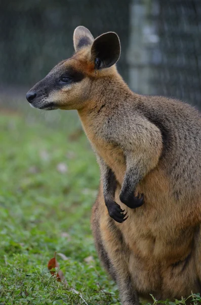 Piccolo Wallaby australiano — Foto Stock