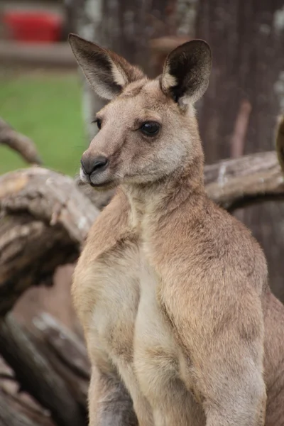 Büyük erkek Avustralyalı kanguru — Stok fotoğraf