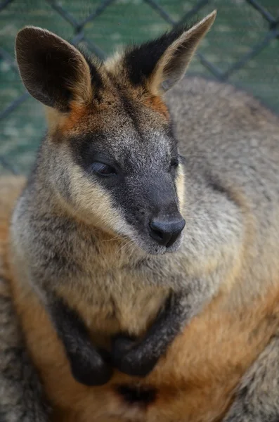 Pequeno Wallaby australiano — Fotografia de Stock