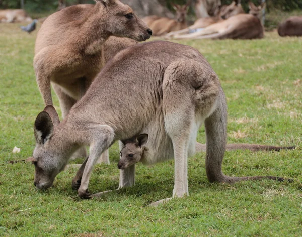 Mother Kangaroo dengan Joey Stok Lukisan  