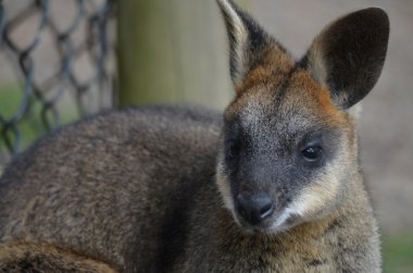 küçük Avustralyalı wallaby