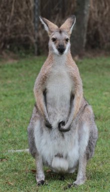 küçük Avustralyalı wallaby