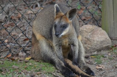 küçük Avustralyalı wallaby