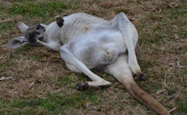 Australian Grey Kangaroo sleeping clipart