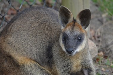 küçük Avustralyalı wallaby