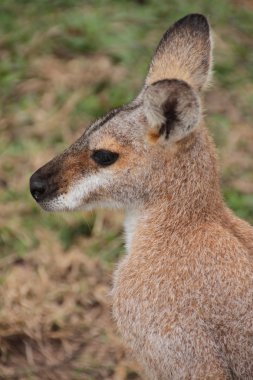 küçük Avustralyalı wallaby