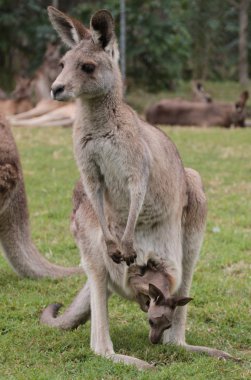 Mother Kangaroo with baby joey in pouch clipart