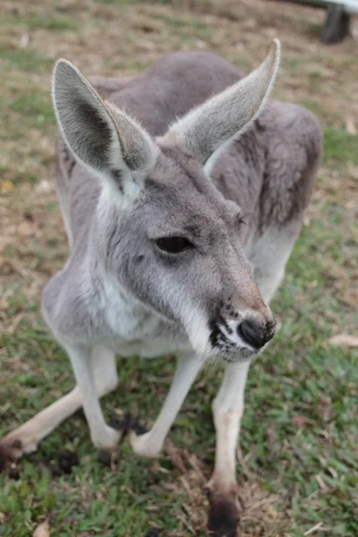 澳大利亚灰色袋鼠 — 图库照片