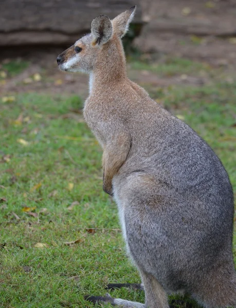 Küçük austalian kanguru — Stok fotoğraf