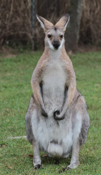 Kis ausztrál Wallaby — Stock Fotó