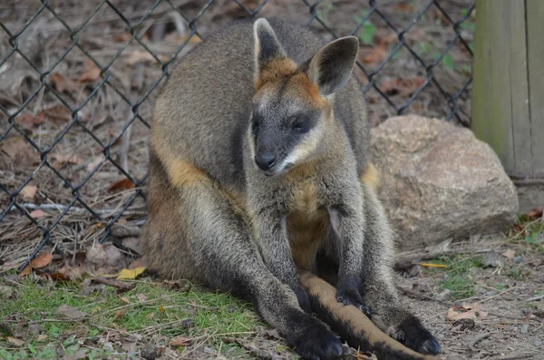 Petite Wallaby australienne — Photo
