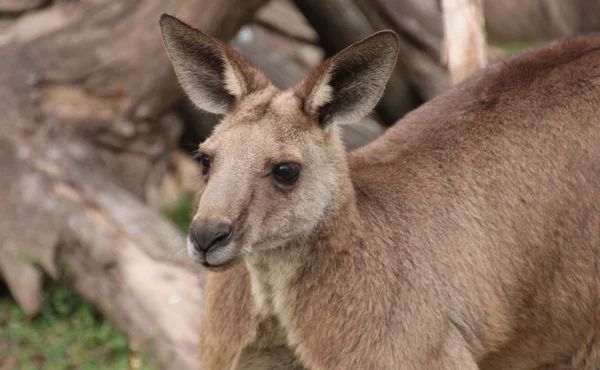 Australian Kangaroo — Stock Photo, Image