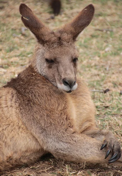Grande maschio canguro australiano — Foto Stock