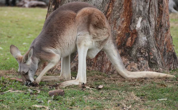Australisches Känguru — Stockfoto