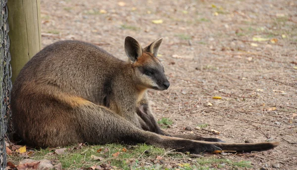 Pequeño australiano Wallaby — Foto de Stock