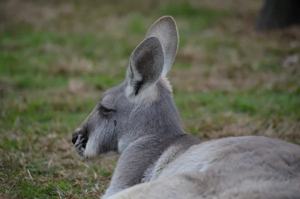 Australisches Känguru — Stockfoto