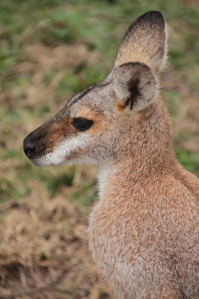 小型のオーストラリア産のワラビー — ストック写真
