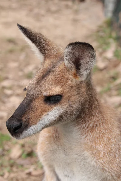 Küçük Avustralyalı wallaby — Stok fotoğraf
