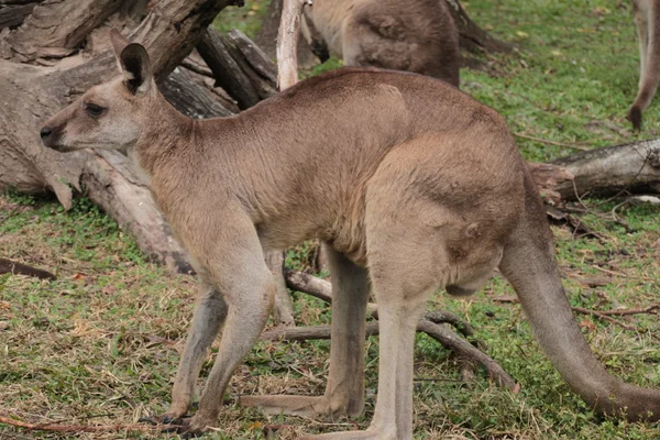 Australijski kangur — Zdjęcie stockowe