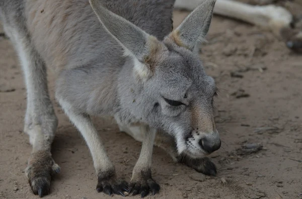 澳大利亚灰色袋鼠 — 图库照片