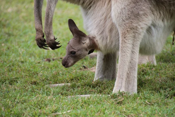 Baby joey Kangaroo — Stock Photo, Image
