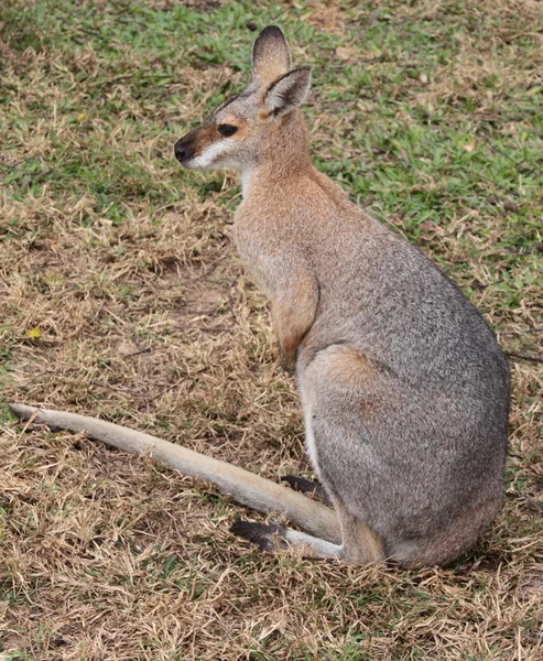 Wallaby ออสเตรเลียขนาดเล็ก — ภาพถ่ายสต็อก