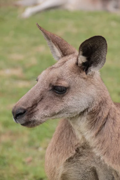 Kangourou australien — Photo