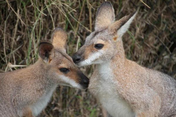 stock image Two small Australian Wallabies