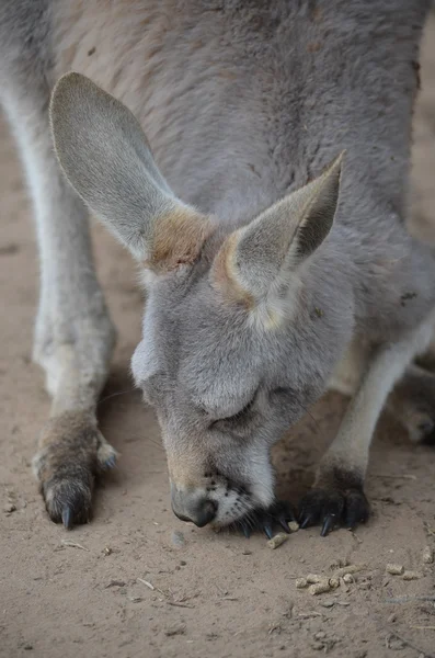 Австралийский серый кенгуру — стоковое фото