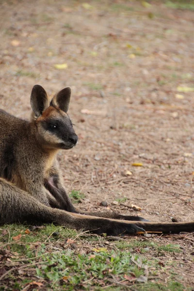 小澳大利亚袋鼠 — 图库照片