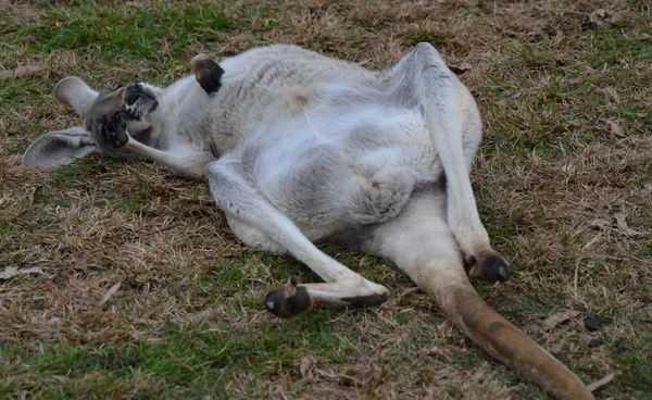 Australisches graues Känguru schläft Stockfoto